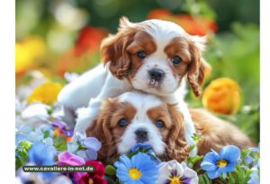 Schutz der Gesundheit von Cavalier King Charles Spaniels – Tipps zu Erbkrankheiten, Pflege und Zuchtzielen für ein langes, gesundes Hundeleben.
