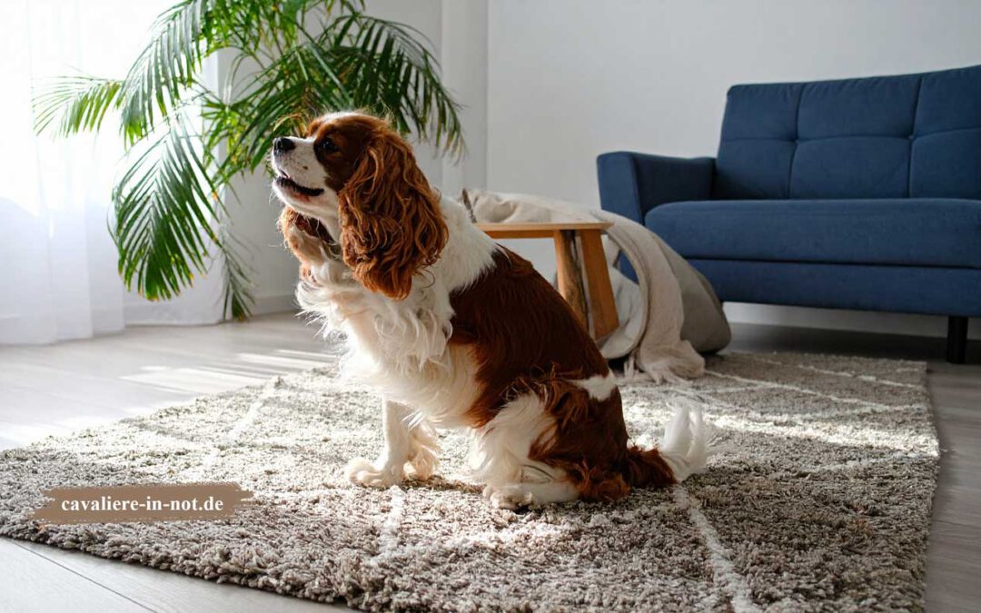 Cavalier King Charles Spaniel kratzt am Hals, typisches Phantomkratzen als Warnsignal für Syringomyelie