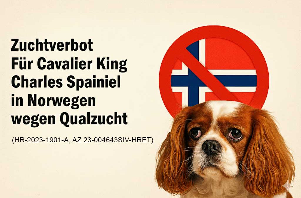 Ein Cavalier King Charles Spaniel sitzt vor einem Verbotsschild mit der norwegischen Flagge – Symbolbild für das norwegische Urteil wegen Qualzucht. Thema: Cavaliere in Not und Verantwortung in der Hundezucht.
