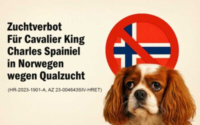 Qualzucht Cavalier King Charles Spaniel
