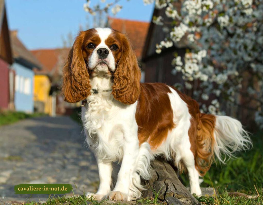 Cavalier King Charles Spaniel steht auf einem Baumstamm im Dorf – typische Rassemerkmale mit langem Fell und sanftem Blick