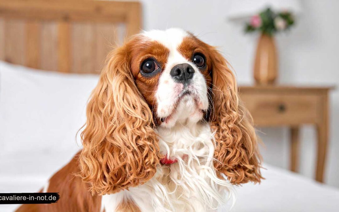 Cavalier King Charles Spaniel mit rotbraunen Ohren sitzt ruhig auf einem Bett – Symbolbild für die Chiari-ähnliche Malformation beim Cavalier und häusliche Geborgenheit